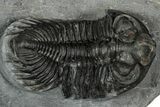 Bug-Eyed Coltraneia Trilobite Fossil - Ofaten, Morocco #352679-3